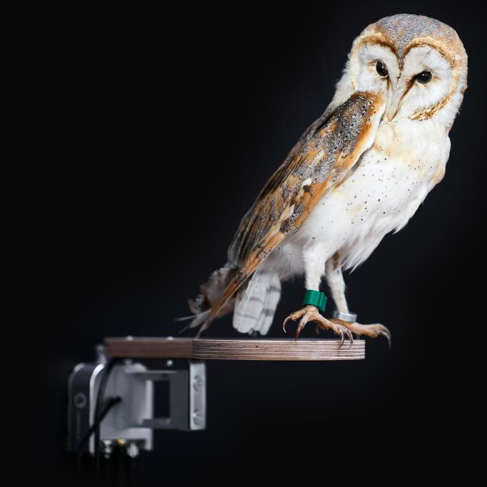 Barn Owl Monitoring