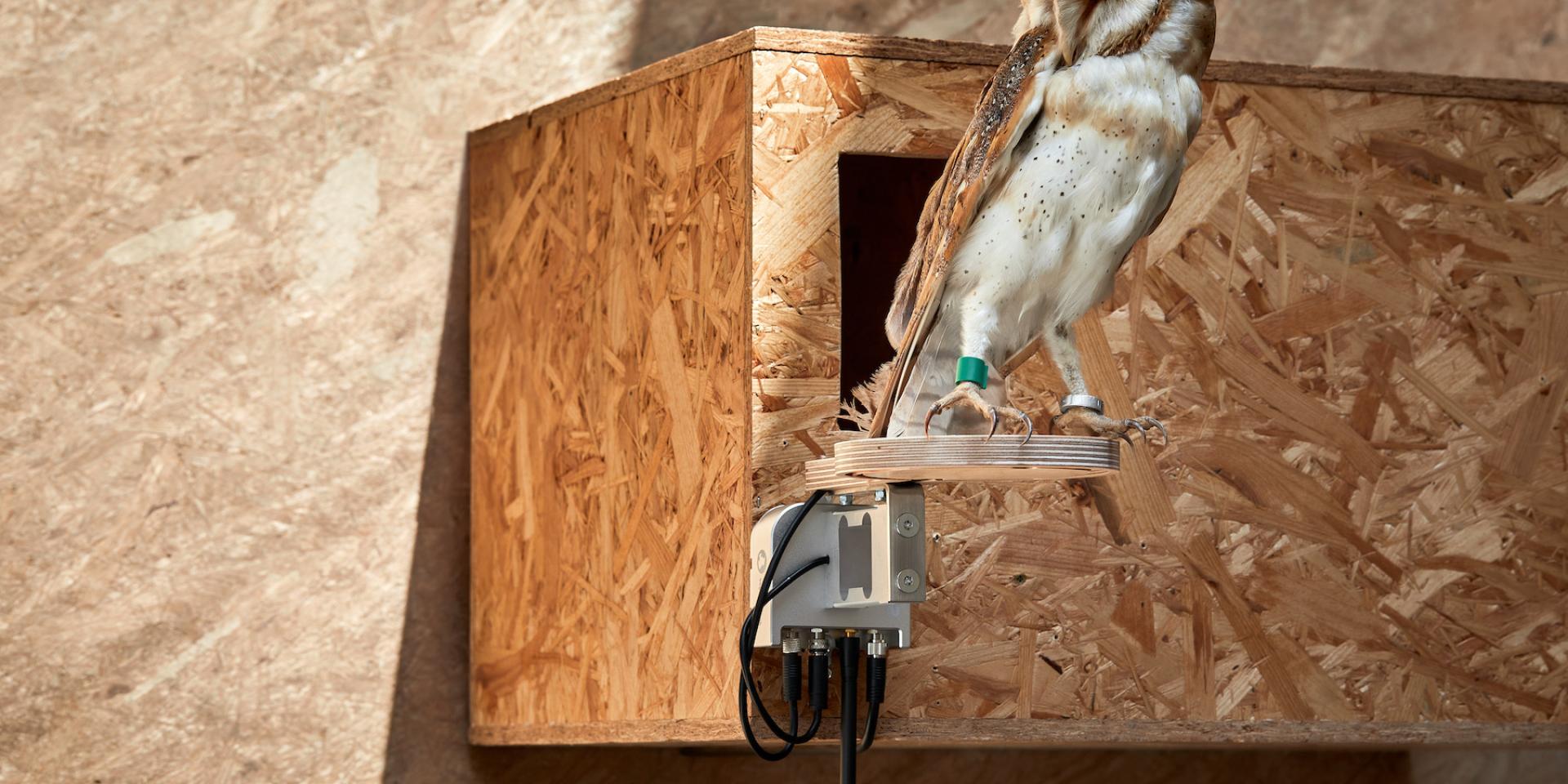 Barn Owl with Nestbox