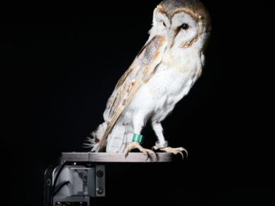 Barn owl sitting on Anisca system